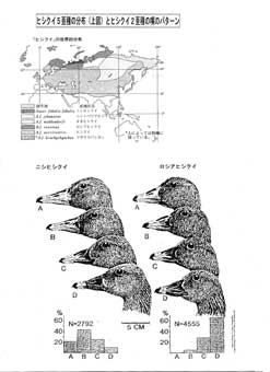 ヒシクイ亜種分布図
